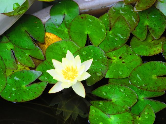 般若寺受付の鉢植え蓮花が綺麗だったので