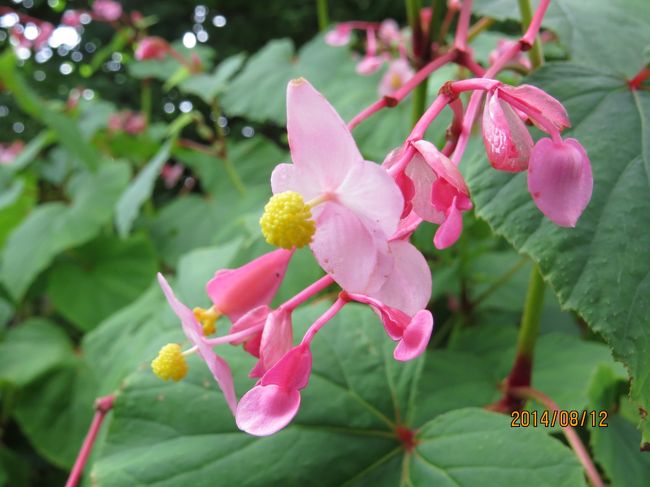 しゅうかいどうの花