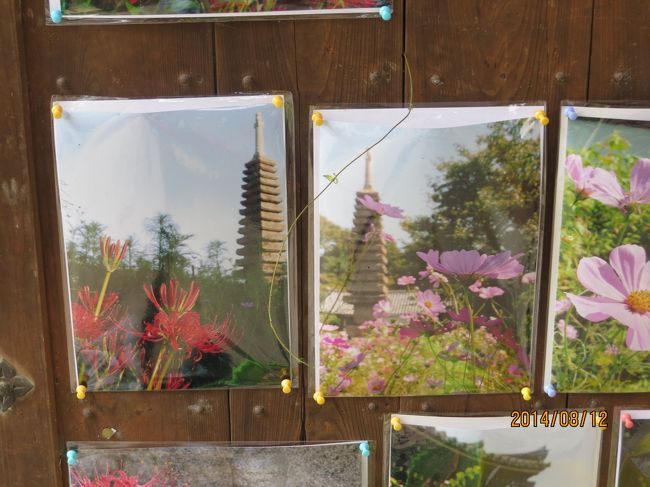 般若寺　関西花の寺　第１７番　コスモス寺<br /><br />境内には四季折々、色々な花が咲きます