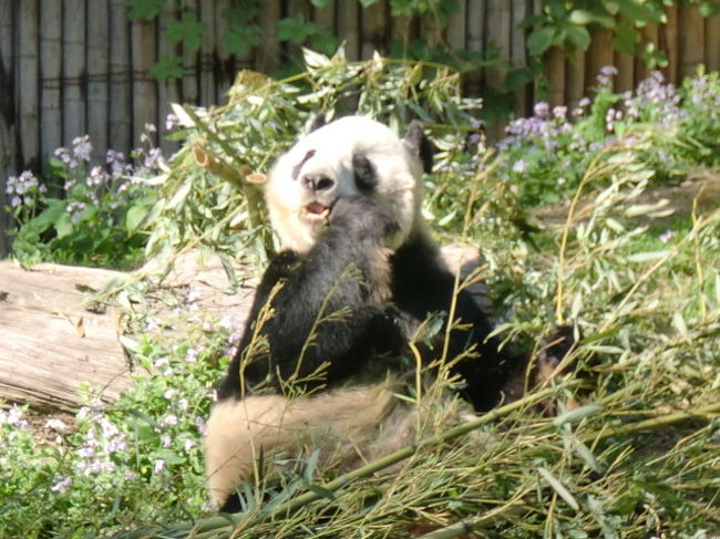 北京動物園のパンダ。日本と違いガラス越しでないのがいい。