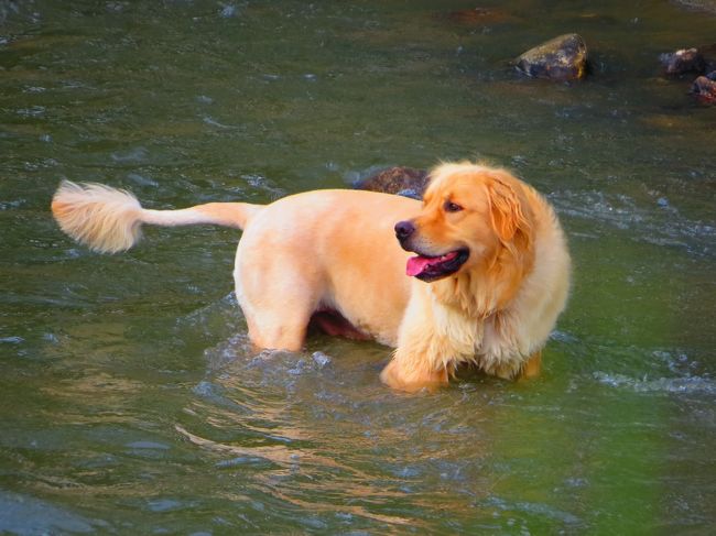 ゴールデンちゃん<br /><br />ウン！ライオンじゃァ<br /><br />ゴールデン、頭と尾はライオンカット<br />やはり暑いのでしょう、水に潜りましたよ