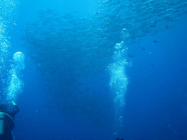 ギンガメアジ。遠いなー。