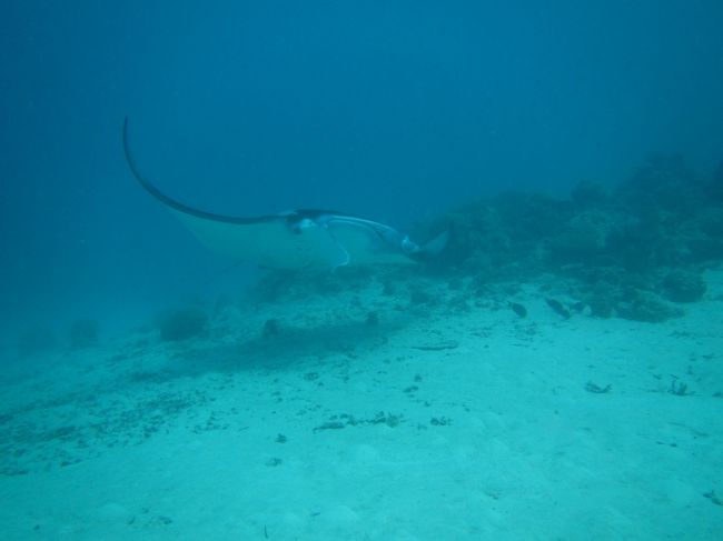8月はあまり見れないそう。