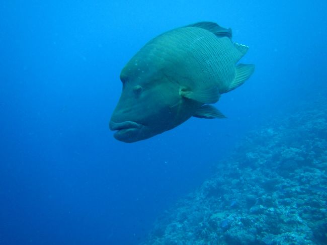 1年ぶりのまさお君。