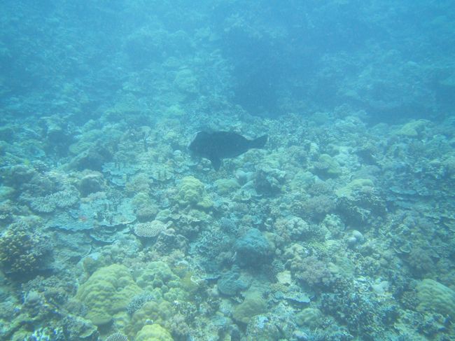 カンムリブーちゃん。いつかは群れているところを見たい!!。