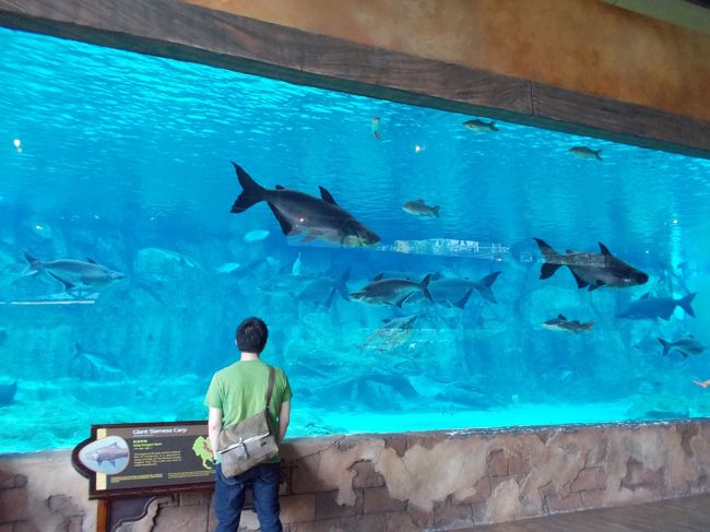 大きな水槽です。