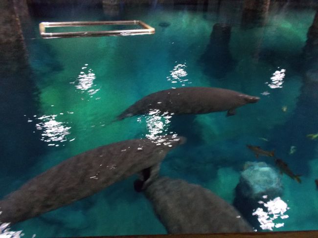 大きな水槽です。