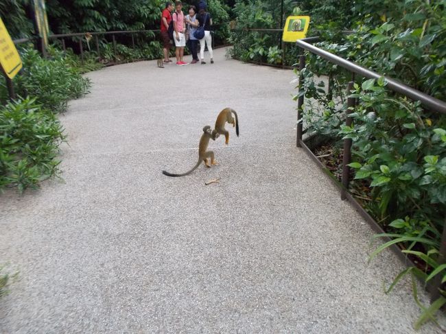 リスザルの森に入るとたくさのさるが目の前でじゃれあっています。<br />よくみると上は網で逃げないようになっています。