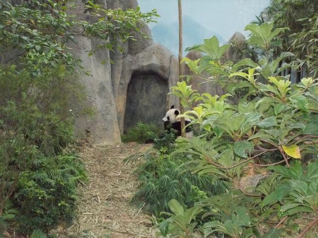 食事中のパンダです。