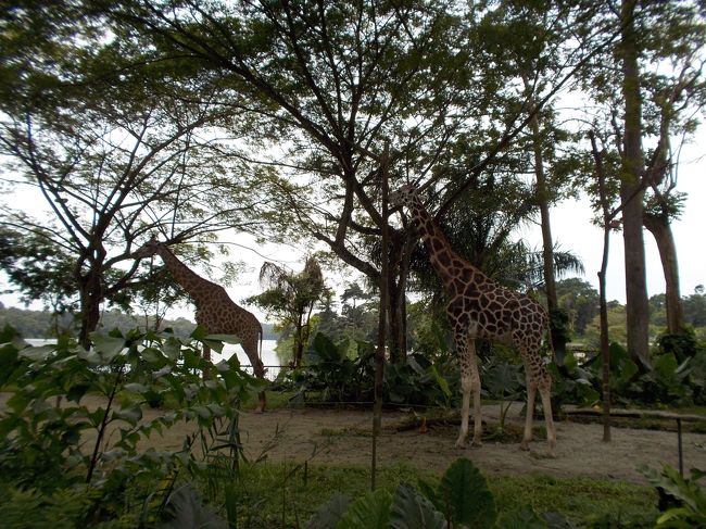 キリンは遠かったです。