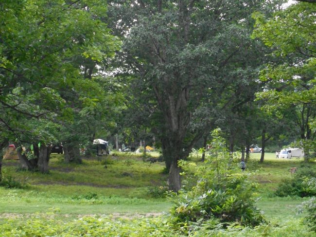 高原の森のキャンプ場<br />夜中に空を見たら星が綺麗でした