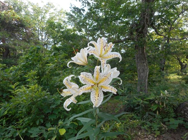 こーんな大きなゆりが咲いてました<br />でもお気に入りになっても蔵王は遠いです<br /><br /><br />