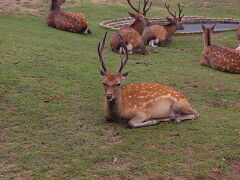 ならまちから商店街をブラブラして、少し早いのですが食事にしました。
奈良公園まで行ってしまうと食事どころじゃなくなってしまうので、東向商店街の『ベトナム料理 コムゴン』さんでいただきました。予約でほぼ一杯だったのですが、何とか滑り込むことができました。おいしかったですよ♪

お腹もふくれて奈良公園方面に歩きます。鹿さんもノンビリしています。