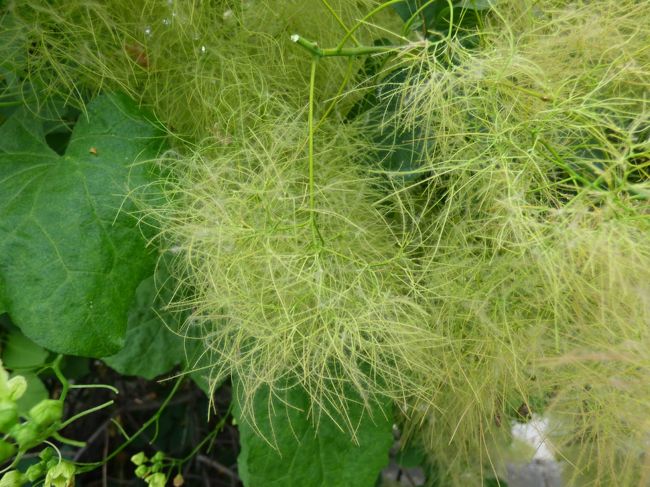 やれやれ、それにしても美術館というのはかなり疲れるものでございます。ここから何かしにどこかへ行く元気がありませぬ。やっぱり若い時にいっておけば良かったと思うところばかりでございますなぁ。