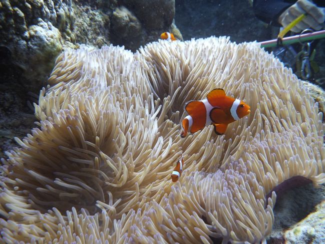 イソギンチャクの中で気持ちよさそうな「カクレクマノミ」<br />難しい〜<br />