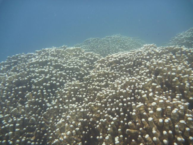 大仏さんのようなサンゴです