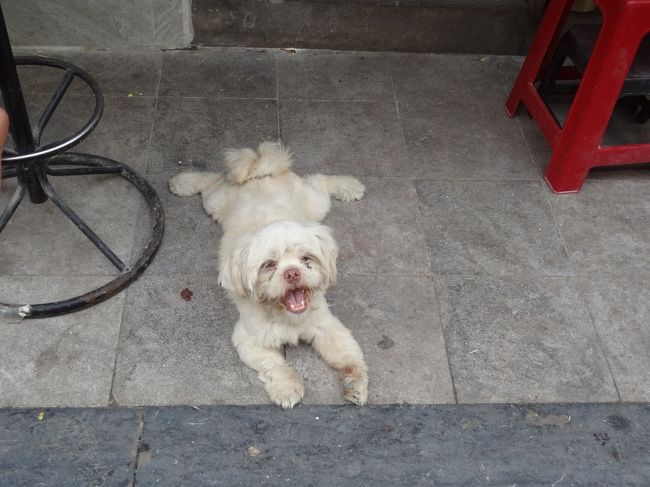 仕方がないので、リトルハノイをそのまま後にし<br />ドンスアン市場へ向かいます。<br /><br />途中かわいい犬発見！