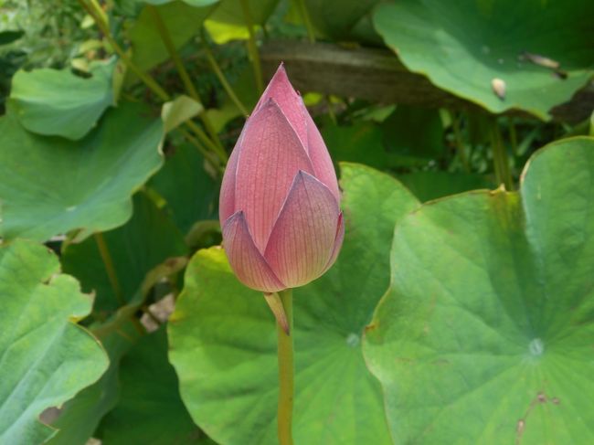 三重小塔の前に咲くハス