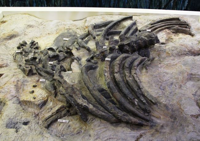 発見された時のヤマガタオオカイギュウの化石