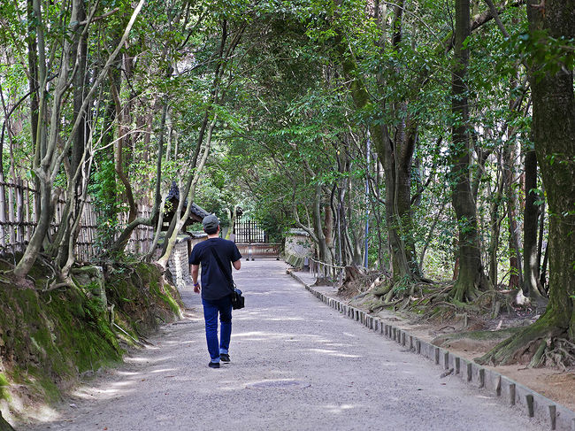 御廟への小道、深い木々が茂り暑い日差しから逃れて涼しく感じられる。