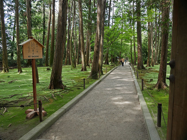 御廟までの道、周囲は苔庭となっている。