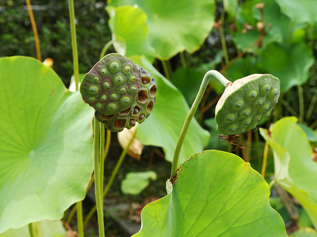 蓮池、訪問時開花は少し遅きに・・・