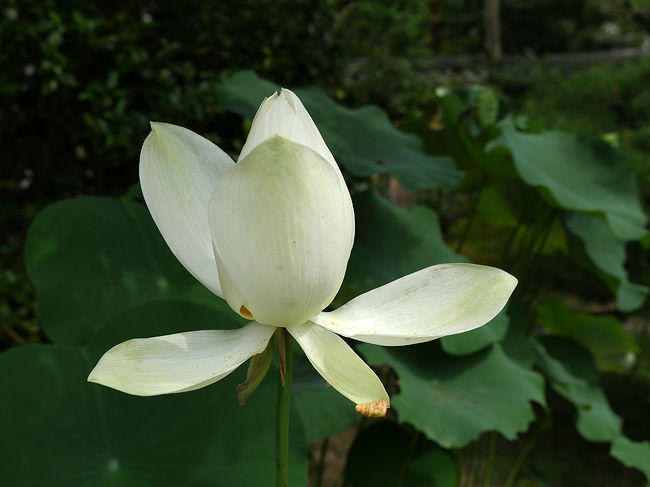 蓮の名前は「唐招提寺青蓮（白・一重）」と言うとか・・・・