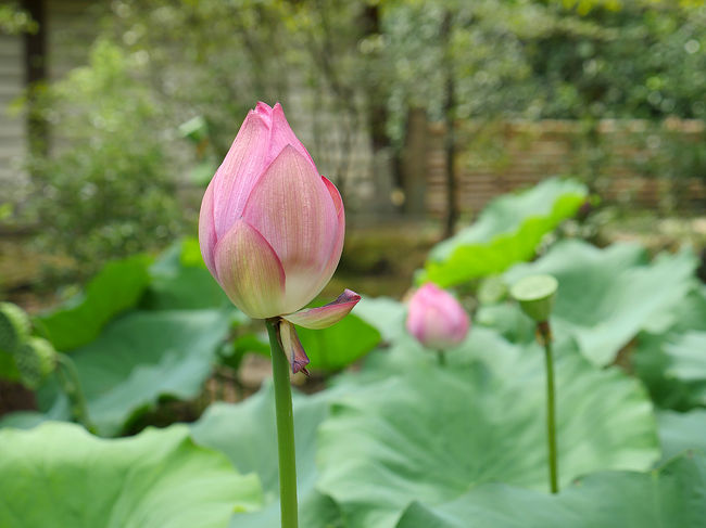 「唐招提寺蓮（赤・八重）」・・・・