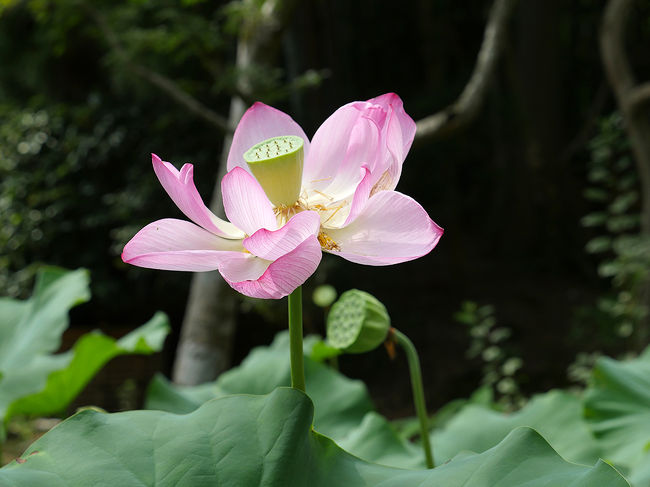 「奈良蓮（赤・半八重）」以上３種類（多分？）の蓮が植えられていたが・・・！