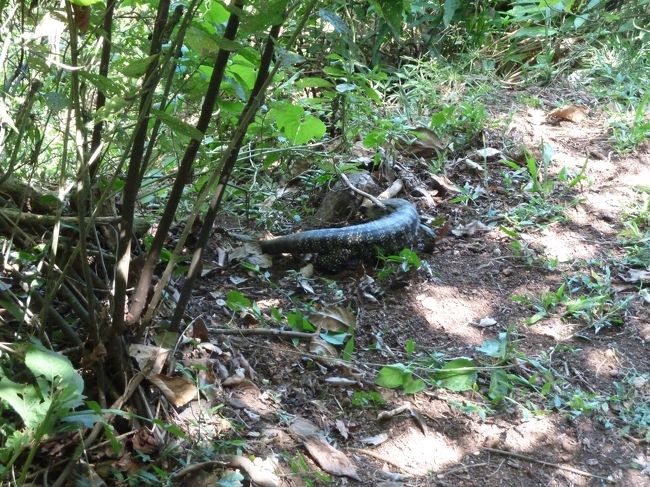 こういう動物？が結構います。