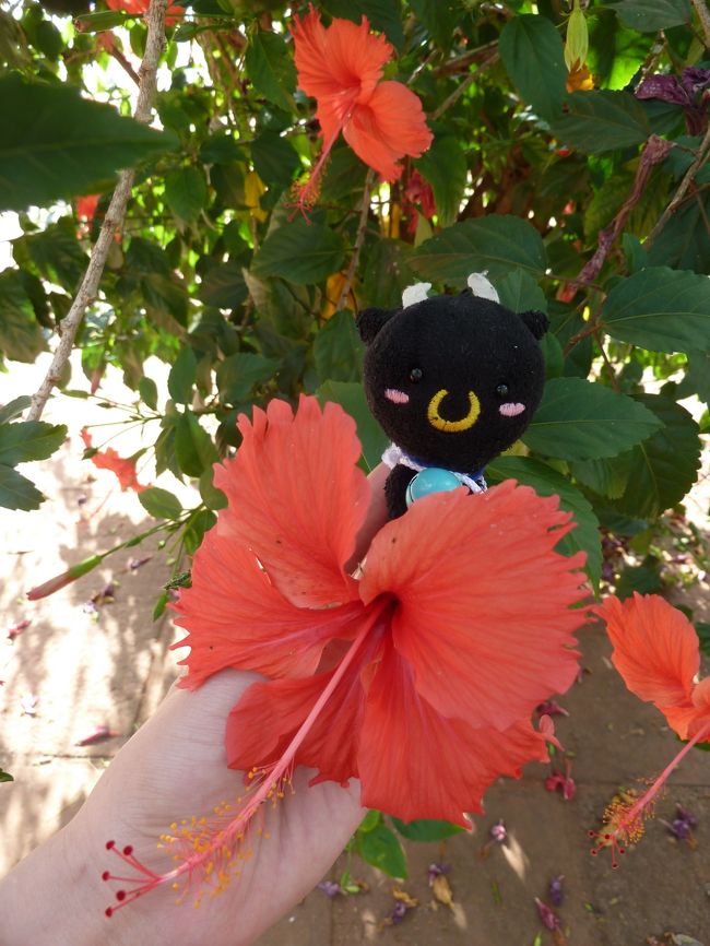 ハイビスカス。