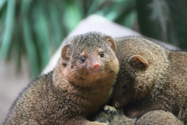 14年ドイツ 旅行 12年ぶりの再訪 第２日目 ベルリン観光１日目 ３ 西ベルリン動物園tiergarten 前編 海外で初めて訪れる動物園は珍しい動物 がたくさん でもジャイアントパンダのバオバオくんは去年天国に召されていたなんて残念 ベルリン ドイツ の旅行記