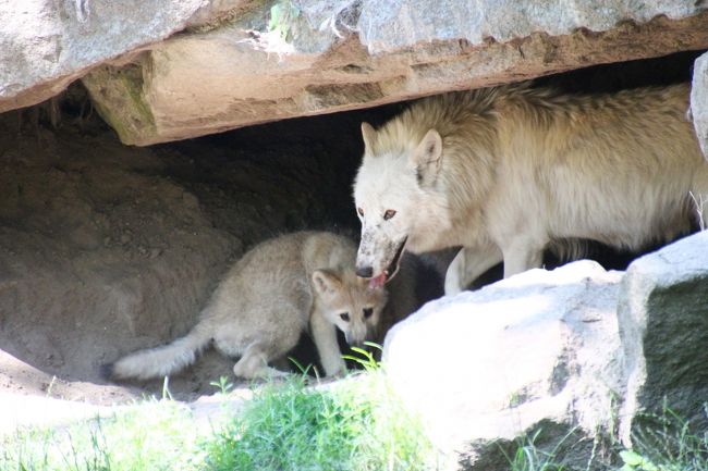 14年ドイツ旅行 12年ぶりの再訪 第２日目 ベルリン観光１日目 ４ 西ベルリン動物園tiergarten 後編 白オオカミの子どもたちとアジアゾウの子どもに釘付け ベルリン ドイツ の旅行記 ブログ By まみさん フォートラベル