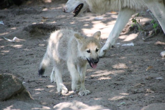 14年ドイツ旅行 12年ぶりの再訪 第２日目 ベルリン観光１日目 ４ 西ベルリン動物園tiergarten 後編 白オオカミの子どもたちとアジアゾウの子どもに釘付け ベルリン ドイツ の旅行記 ブログ By まみさん フォートラベル