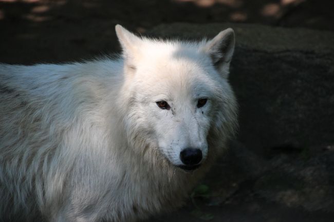 14年ドイツ旅行 12年ぶりの再訪 第２日目 ベルリン観光１日目 ４ 西ベルリン動物園tiergarten 後編 白オオカミの子どもたちとアジアゾウの子どもに釘付け ベルリン ドイツ の旅行記 ブログ By まみさん フォートラベル