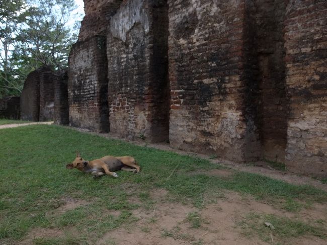 Day2<br /><br />世界遺産ポロンナルワ観光へ。<br />犬が寝そべってる。あついもんねー。<br />スリランカは寝そべってる犬が多い