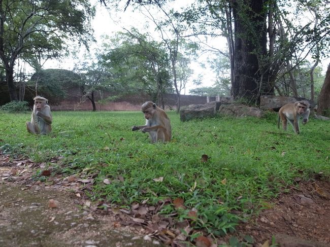 いつものことながら、結局遺跡より動物に気を取られる