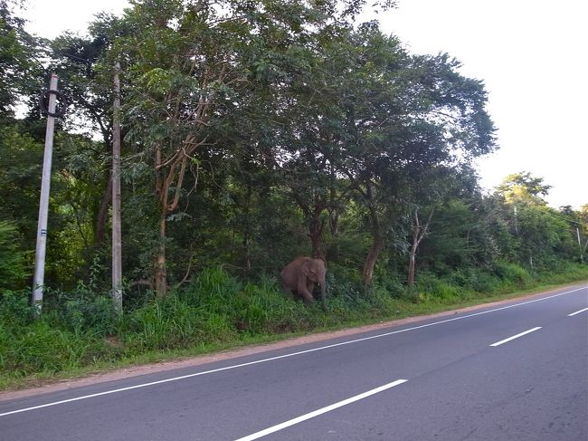道路をぞうさんが横切るよー
