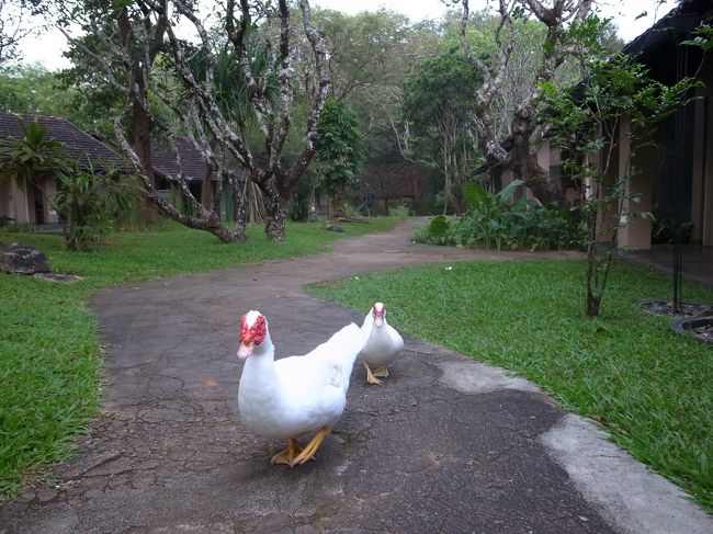 ホテルに着きました。<br />シギリヤビレッジホテル。すっごくいいところだった。<br />一人で泊まるには勿体ない。。