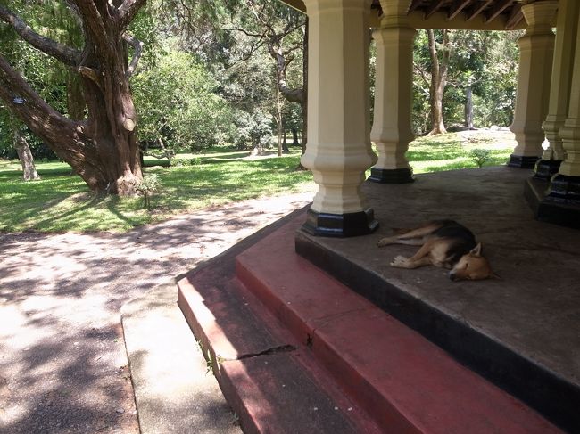 ペーラデニヤ植物園へ。