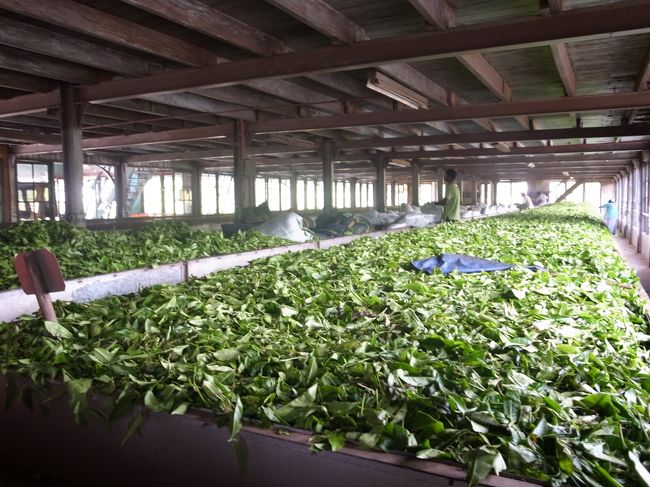 Day4<br /><br />紅茶の産地、ヌワラエリヤにきました。<br />高原だから、涼しい。<br />紅茶工場で紅茶買いました。<br />あとはわりかし・・・ひまでした・・・<br />