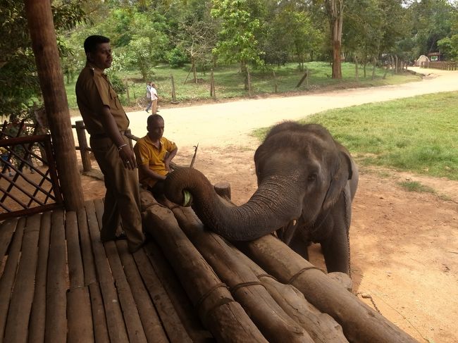 Day5<br /><br />コロンボへ移動する途中、象の孤児院へ。<br />お金払うと象にフルーツあげられます。<br />でもそれでフルーツをおいしく食べ過ぎるから<br />象が太っちゃうと聞いて、かわいそうと思った…<br />もうちょっと考えてあげてほしい<br /><br />Day6<br />コロンボをちょっと観光して、<br />Dilmahとかで紅茶のおみやげを沢山買う。<br />ずっとかなりの田舎を回ってたから、<br />コロンボにはいきなりマックとかビルとかデパートが近代的なものがあって、びっくりした。<br />（写真なし）<br />飛行機は凄くおくれたけれど、無事に帰国！<br /><br />