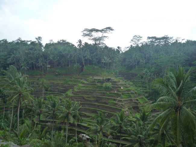 バリ有数の美しいライステラスが望める場所として有名な、テガララン。<br /><br />