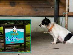 突然のわんちゃんに驚かれました？

阿蘇神社界隈では、ゆっくりと３３の水基（湧水地）巡りをするハズだったんですが、雨風が強くなって車の外には出られず。
とりあえず、２つの金運（笑）に御利益ある湧水だけいただきました。
色々お土産物屋さんがあって、うろうろするには楽しい界隈のハズなんですけど、ほとんどがこの天気でお休みされていました。

仕方ないので、次に移動しましょう。