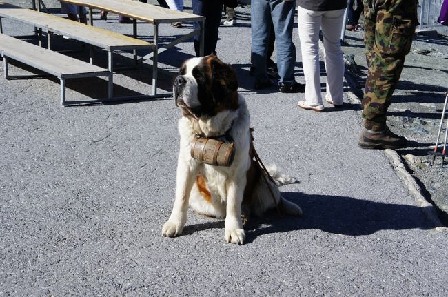 ゴルナーグラート駅にいるセントバーナード