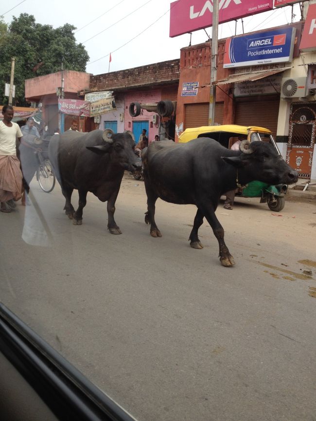 デリーより田舎感ありますね。<br /><br />しかしクラクション鳴らしまくりなのは変わらない。