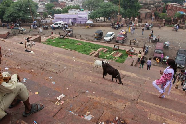 ヤギが中をうろうろしています。<br /><br />彼らのおとしものがたくさんありますので注意しましょう。