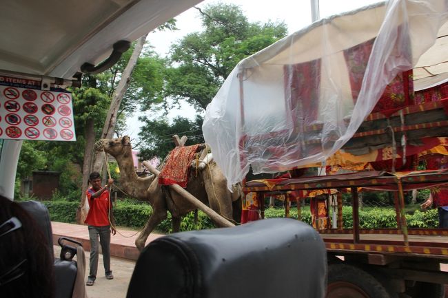 あっ、ラクダに乗ってみたかったな･･･。