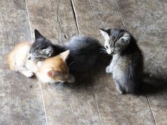 １０：０２

子猫