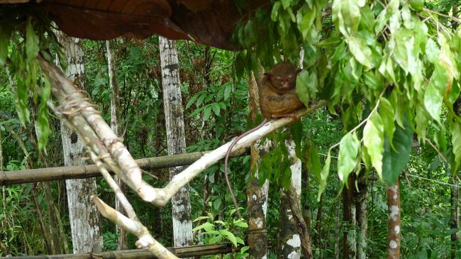 カメラを向けるとこちらを見るものの、